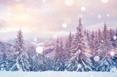 Dağlardaki büyük vadi. Mor renkli manzara. Ukrayna 'daki Karpat Ormanı.