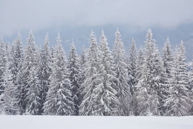Çam ağaçları ve kar yağışı ile peri kış manzarası. Noel selamlar kavramı.