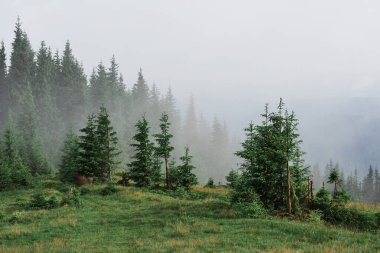 Misty Carpathian dağ manzarası ile çam ormanı, sis dışarı yapışmasını ağaçlar üst kısımları.