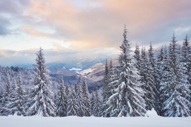 Majestic white spruces glowing by sunlight. Picturesque and gorgeous wintry scene. Location place Carpathian national park, Ukraine, Europe. Alps ski resort.