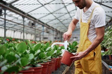 Küçük bir kürekle toprağı kontrol ediyorum. Ben sarı ve beyazlı bir bahçıvanım. Vazolarda yeşil bitkiler giyiyorum..