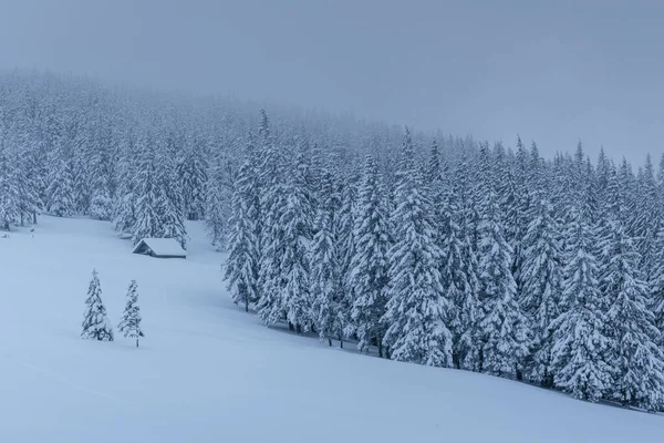 Eine Ruhige Winterszene Mit Schnee Bedeckte Tannen Stehen Nebel Schöne — Stockfoto