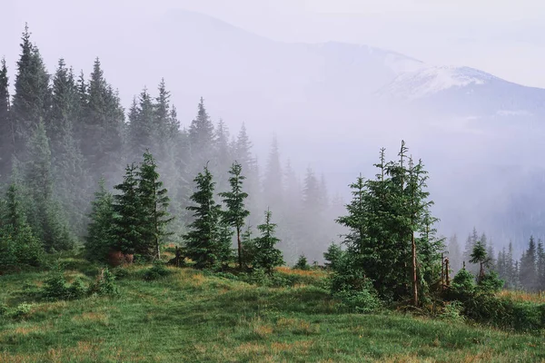 Paysage Montagneux Des Carpates Brumeux Avec Forêt Sapins Les Cimes — Photo