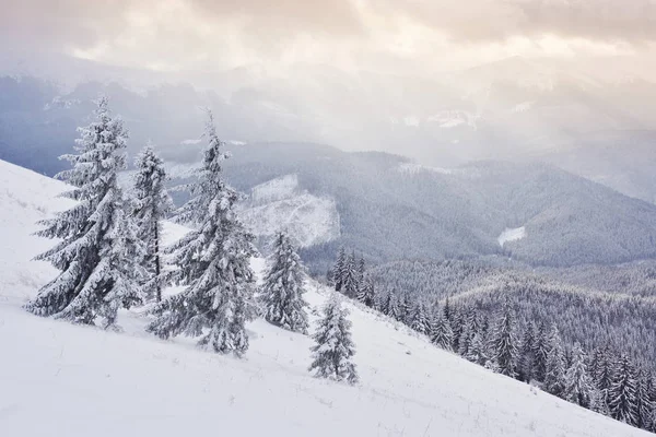 Отличная Зимняя Фотография Карпатах Заснеженными Елками Красочная Сцена Открытом Воздухе — стоковое фото