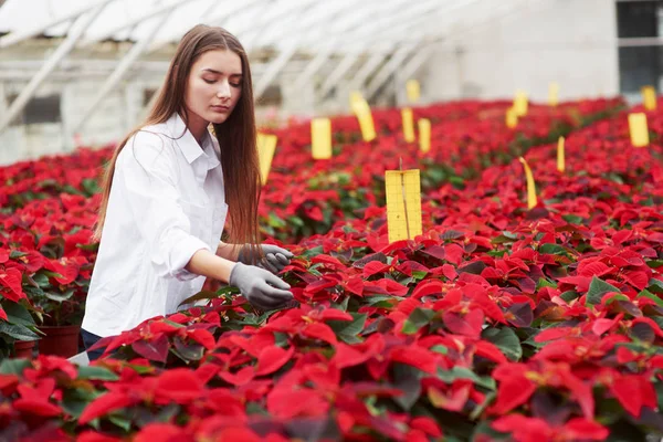 Young Beautiful Female Florist Working Greenhouse Gorgeous Plants — Stock Photo, Image