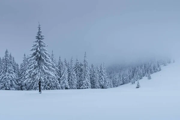 Eine Ruhige Winterszene Mit Schnee Bedeckte Tannen Stehen Nebel Schöne — Stockfoto