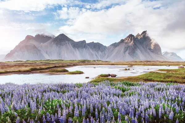 Die Malerischen Landschaften Der Wälder Und Berge Von Island Blühende — Stockfoto
