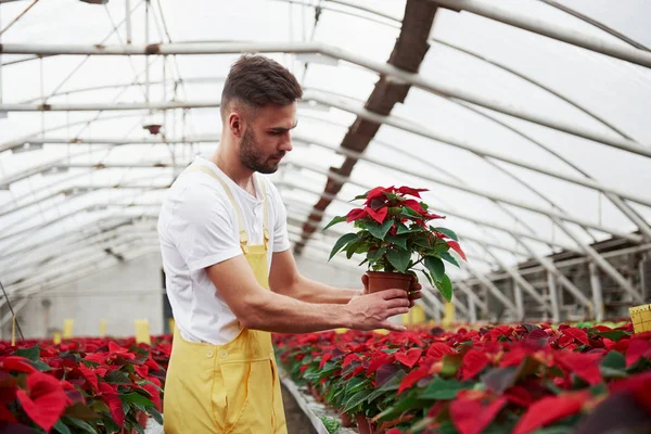 식물을 옮기는 돌보는 아름다운 남자의 — 스톡 사진
