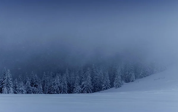 Majestosa Paisagem Inverno Pinhal Com Árvores Cobertas Neve Uma Cena — Fotografia de Stock