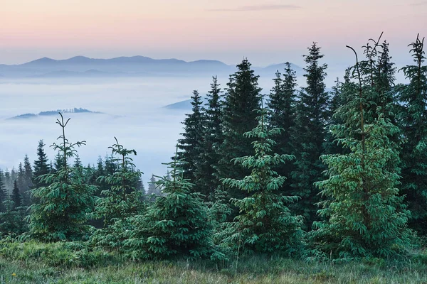 モミの森 霧の中からこだわりの木のてっぺんでミスティ カルパティア山の風景 — ストック写真