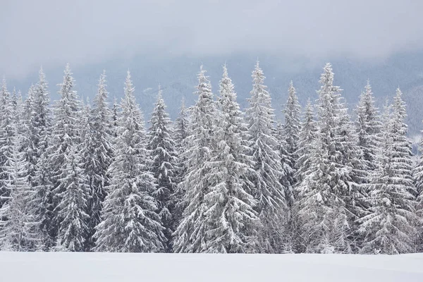 Çam Ağaçları Kar Yağışı Ile Peri Kış Manzarası Noel Selamlar — Stok fotoğraf