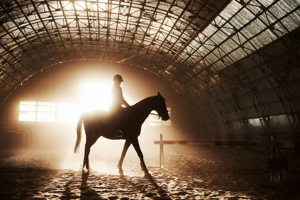 Majestueus Beeld Van Paard Silhouet Met Ruiter Zonsondergang Achtergrond Het — Stockfoto