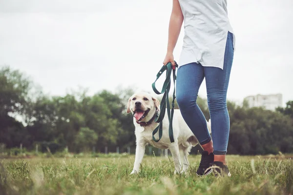 Ung Smilende Jente Med Lykkelig Uttrykk Leker Med Hunden Sin – stockfoto