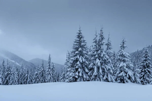 穏やかな冬のシーン ファーム雪で覆われて霧の中に立つ 森の端に美しい景色 明けましておめでとうございます — ストック写真