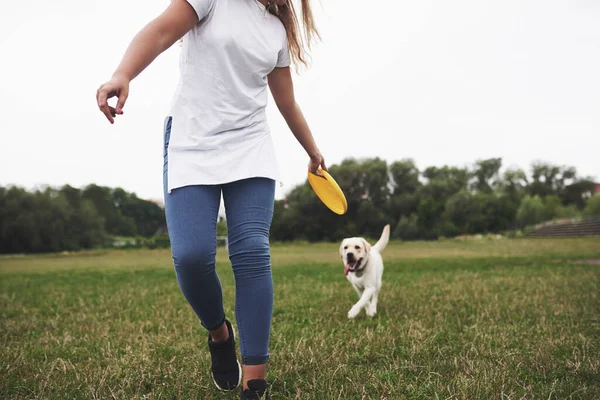 Mujer Joven Jugando Con Labrador Parque Ella Lanza Disco Frisbee —  Fotos de Stock