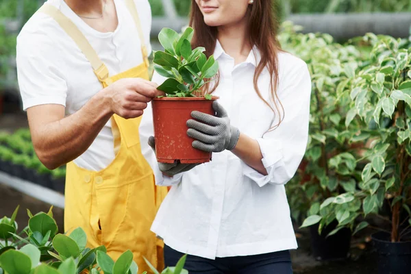 男は忠告する温室内のポットで植物の世話をする仕事の服の素敵な庭の労働者のカップル — ストック写真