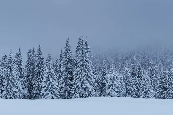 Таинственный Зимний Пейзаж Величественные Горы Заснеженным Деревом Открытка Фотографией Карпатская — стоковое фото