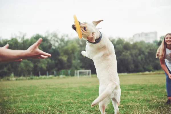 Uma Linda Garota Brincando Com Seu Cão Amado Parque — Fotografia de Stock