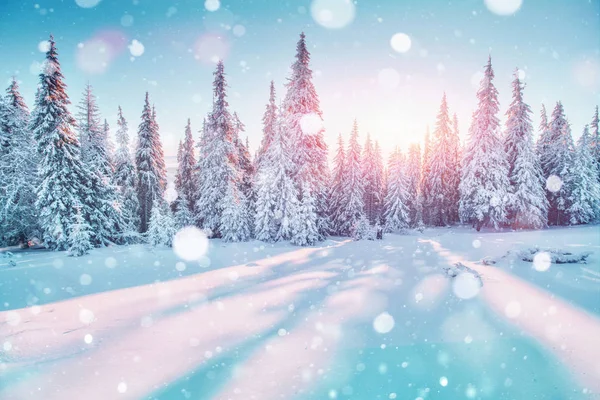 Wybitne Karpackie Góry Wspaniała Zimowa Przyroda Słońce Wśród Drzew — Zdjęcie stockowe