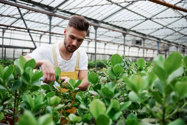 Invernadero Tan Grande Joven Teniendo Trabajo Invernadero Corte Hojas Innecesarias —  Fotos de Stock