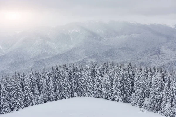 Çam Ağacının Manzaralı Görüntüsü Soğuk Bir Gün Sakin Bir Kış — Stok fotoğraf