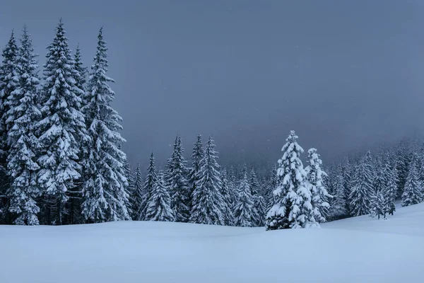 Uma Calma Cena Inverno Firs Coberto Com Neve Estão Nevoeiro — Fotografia de Stock
