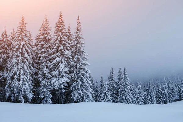 神秘的な冬の風景 雪に覆われた木と雄大な山々 グリーティングカード カルパティア ウクライナ ヨーロッパ明けましておめでとうございます — ストック写真