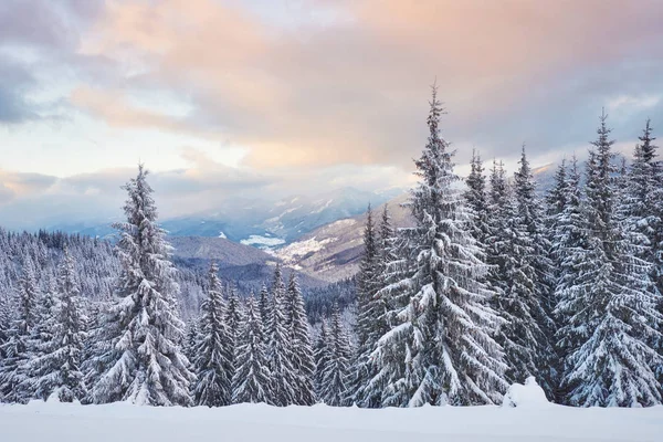 Majestosos Abetos Brancos Que Brilham Luz Sol Cena Wintry Pitoresca — Fotografia de Stock