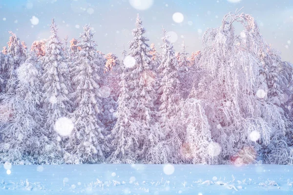 Światło Słoneczne Oświetla Szczyty Zamarznięte Drzewa Zimie Górach Las Karpacki — Zdjęcie stockowe