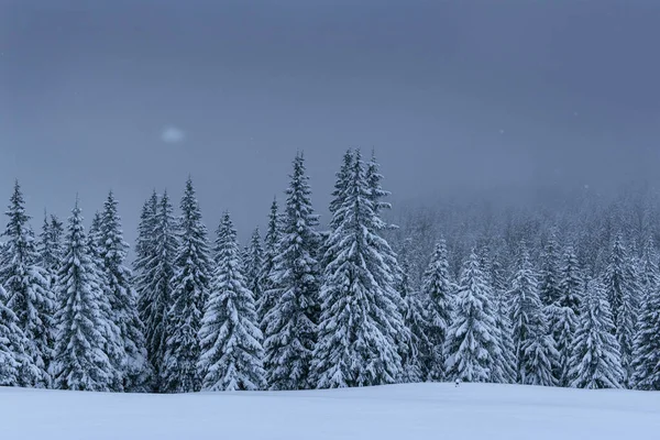 Majestatyczny Zimowy Krajobraz Sosnowy Las Drzewami Pokrytymi Śniegiem Dramatyczna Scena — Zdjęcie stockowe