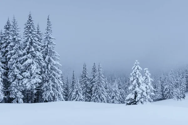 Spokojna Zimowa Scena Krzaki Pokryte Stojakiem Śnieżnym Mgle Piękne Krajobrazy — Zdjęcie stockowe