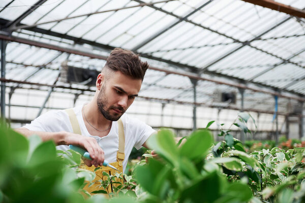 Гардерен держит ножницы в правой руке и срезает листья.
.