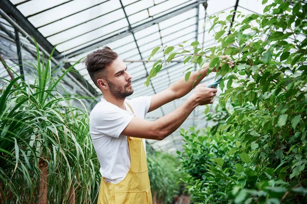 植物总是需要照料的 有魅力的大胡子男人在温室里工作 — 图库照片