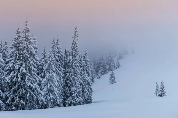 一个平静的冬季场景 被雪覆盖的火苗在雾中屹立 森林边美丽的风景 新年快乐 — 图库照片