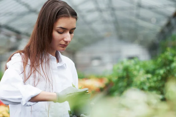 Concentrate Work Photo Girl Gloves Working Plant Pot — Stock Photo, Image