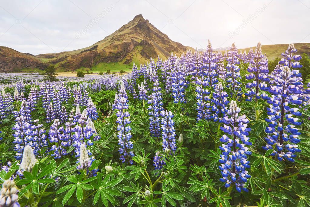 The picturesque landscapes of forests and mountains of Iceland. Wild blue lupine blooming in in summer.