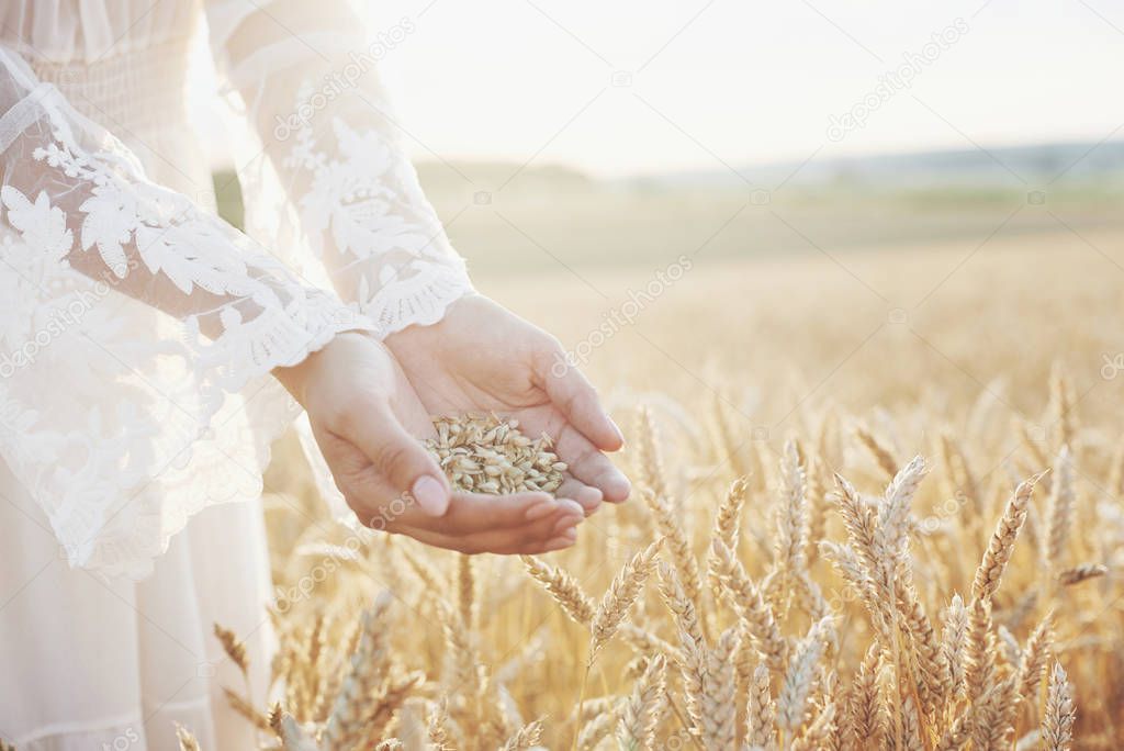 Harvest, close up of girl hands holding wheat grains. Agriculture and prosperity concept.