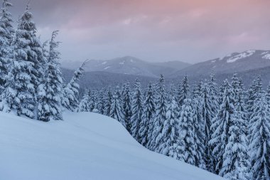 Gizemli kış manzarası, karla kaplı görkemli dağlar. Fotoğraf tebrik kartı. Karpatya Ukrayna Avrupa 'sı. Mutlu yıllar.!