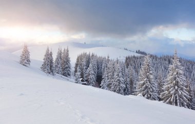Majestic white spruces glowing by sunlight. Picturesque and gorgeous wintry scene. Location place Carpathian national park, Ukraine, Europe. Alps ski resort.