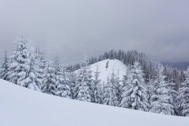 Sabah kışı sakin dağ manzarası güzel köknar ağaçları ve kayak pistleri dağ yamaçlarındaki Karpat Dağları, Ukrayna