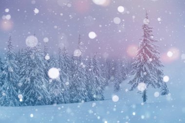 Soğuk doğa. Harika bir manzara. Kış zamanı Karpat dağlarının güzel manzarası.