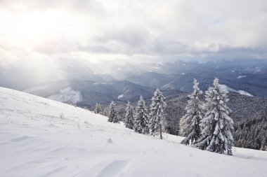 Majestic white spruces glowing by sunlight. Picturesque and gorgeous wintry scene. Location place Carpathian national park, Ukraine, Europe. Alps ski resort.
