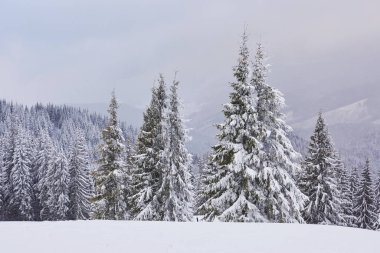 Çam ağaçları ve kar yağışı ile peri kış manzarası. Noel selamlar kavramı.