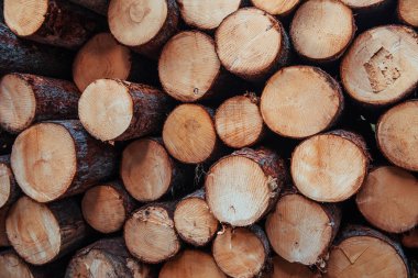 Tasarım elementi. Kış için hazırlanmış pek çok kütüğün önünü yakından izleyin. Doğa arkaplanı.