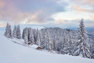 Karlı dağlarda, rahat, ahşap bir kulübe. Arka planda harika çam ağaçları var. Terk edilmiş Kolyba Shepherd. Bulutlu bir gün. Karpat Dağları, Ukrayna, Avrupa.