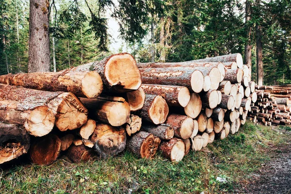 Kayu Yang Baru Dipanen Ditumpuk Dalam Tumpukan Kayu Hutan Hijau — Stok Foto