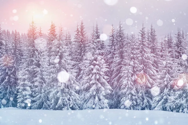Światło Dzienne Pięknych Górach Piękny Zimowy Krajobraz Karpackie Lasy Ukraina — Zdjęcie stockowe
