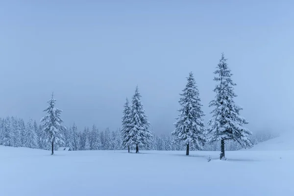 Uma Calma Cena Inverno Firs Coberto Com Neve Estão Nevoeiro — Fotografia de Stock