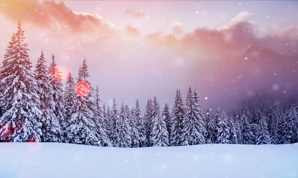 Misterioso Paisaje Majestuosas Montañas Invierno Árbol Mágico Cubierto Nieve Tarjeta — Foto de Stock