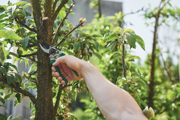 Jardinero Profesional Trabajo Corta Árboles Frutales —  Fotos de Stock